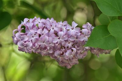 Syringa vulgaris - یاس خوشه ای